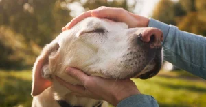 Guidance for Pet End-of-Life Decisions